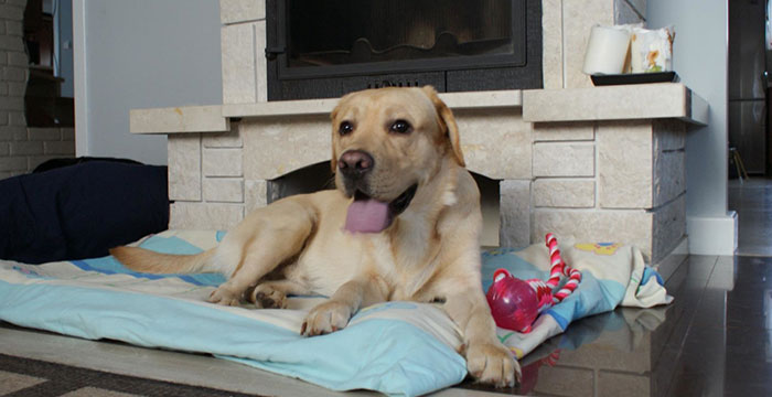 Labrador Sadi