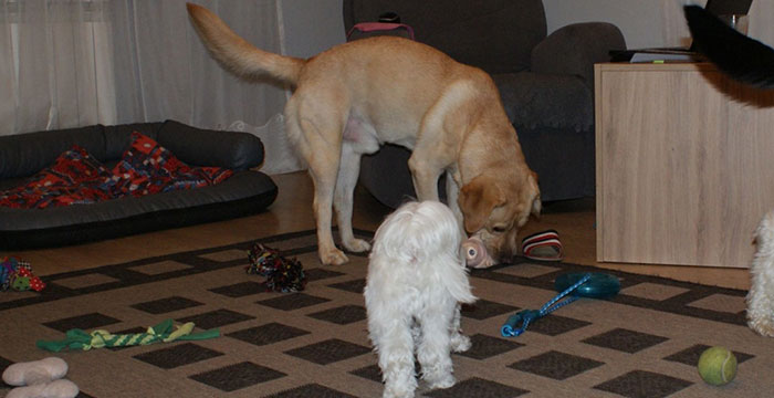 Labrador Sadi