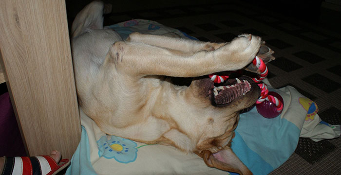 Labrador Sadi