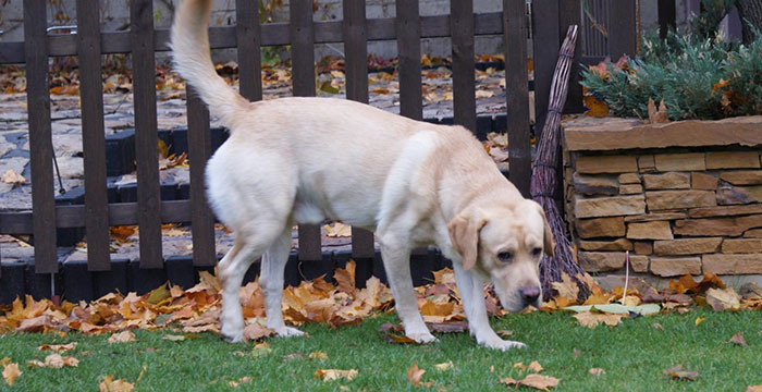 Labrador Sadi