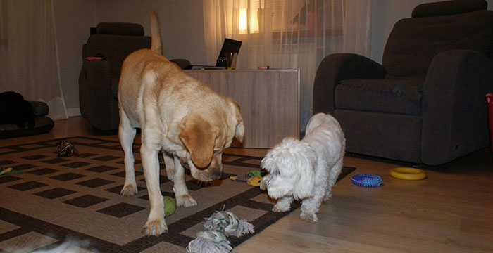 Labrador Sadi