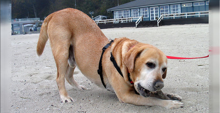 Labrador Tofik