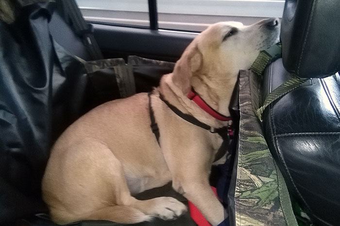 Labrador Tofik
