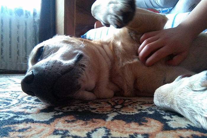 Labrador Tofik
