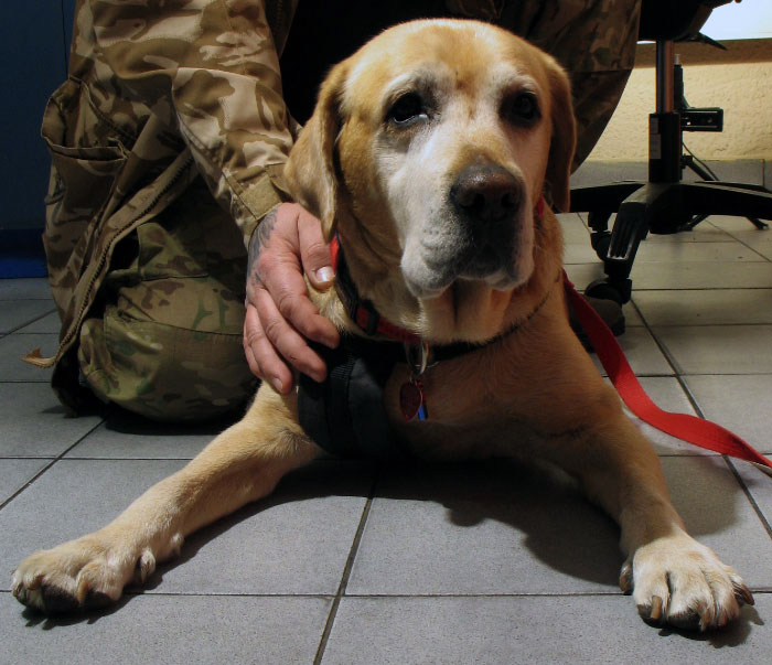 Labrador Tofik