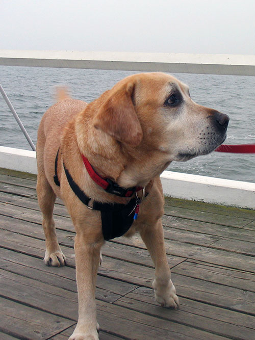 Labrador Tofik