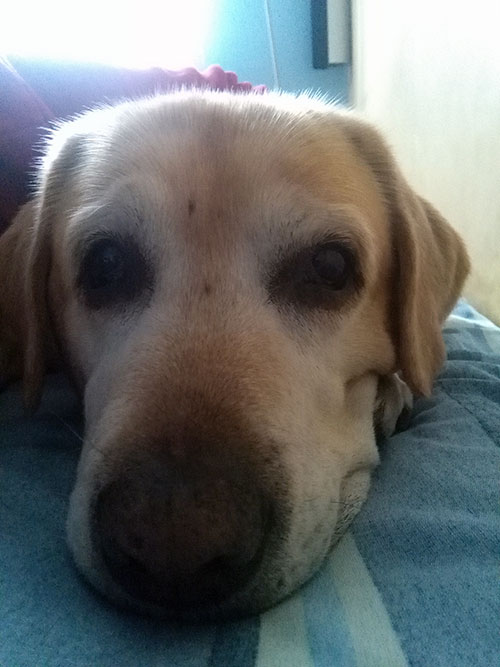 Labrador Tofik