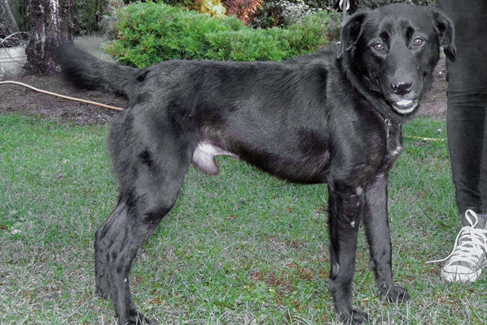 Pako