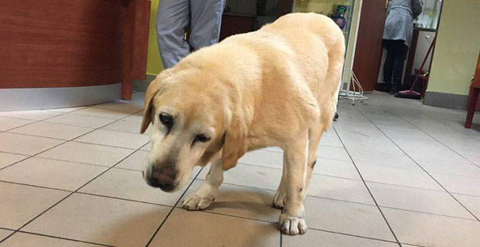 Labradorka seniorka