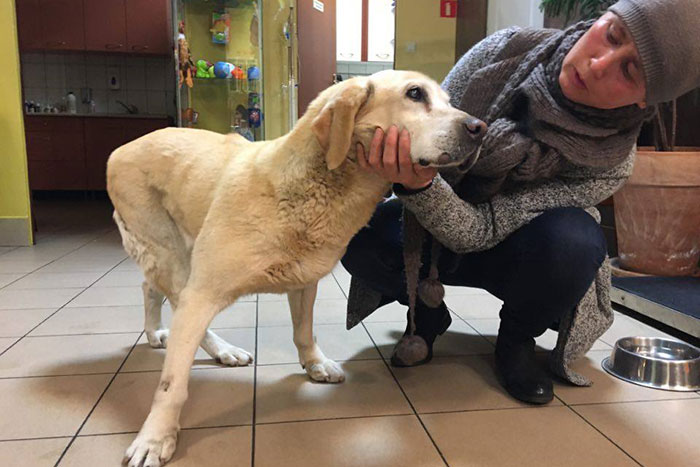 Labradorka seniorka