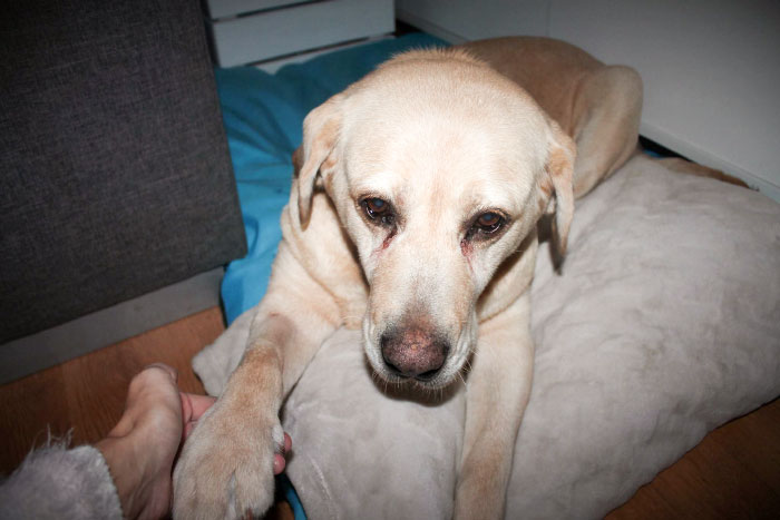 labradorka Nela