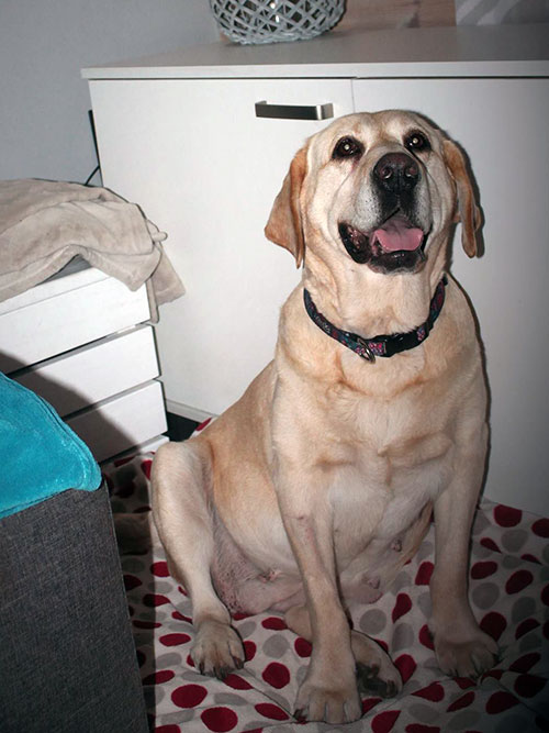 labradorka Nela