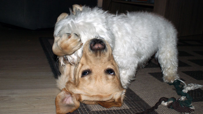 Labrador Sadi