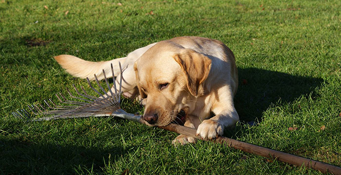 Labrador Sadi