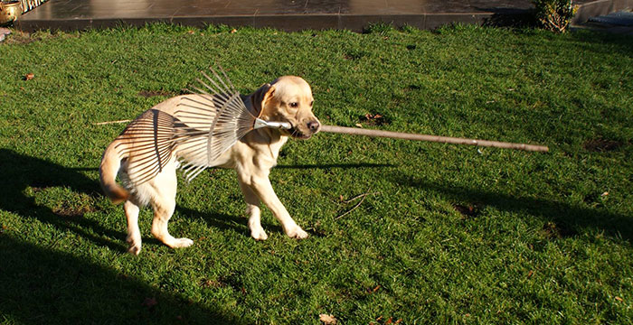 Labrador Sadi