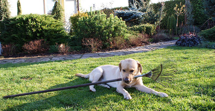 Labrador Sadi