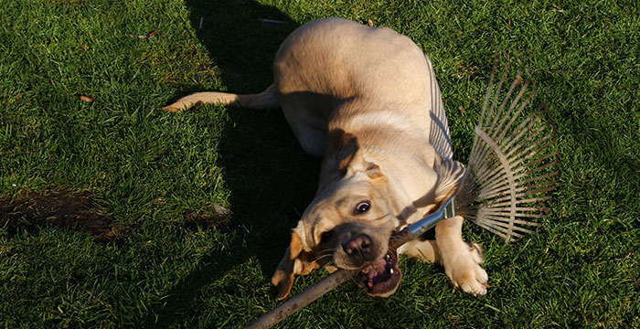 Labrador Sadi