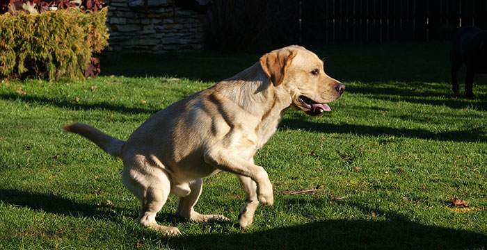 Labrador Sadi