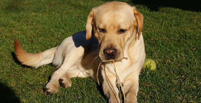 Labrador Sadi