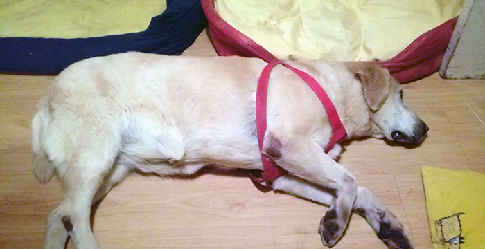 Labradorka Bunia