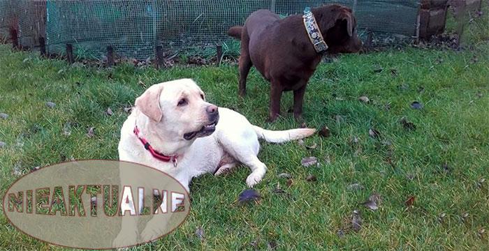Labrador Imbir