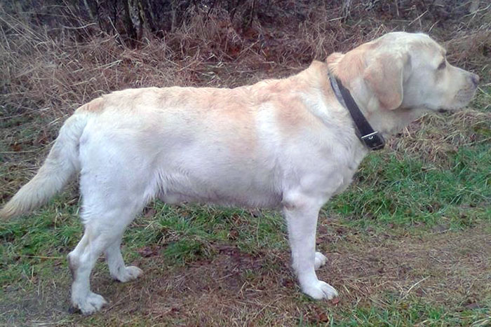 Labrador Imbir