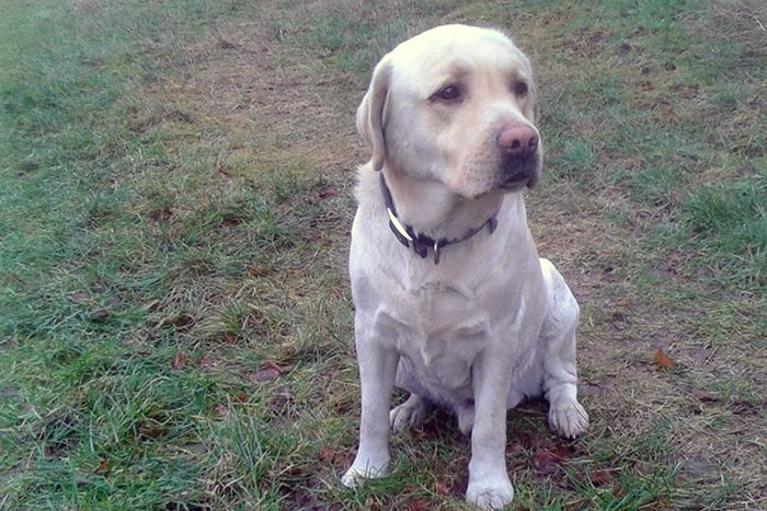 Labrador Imbir