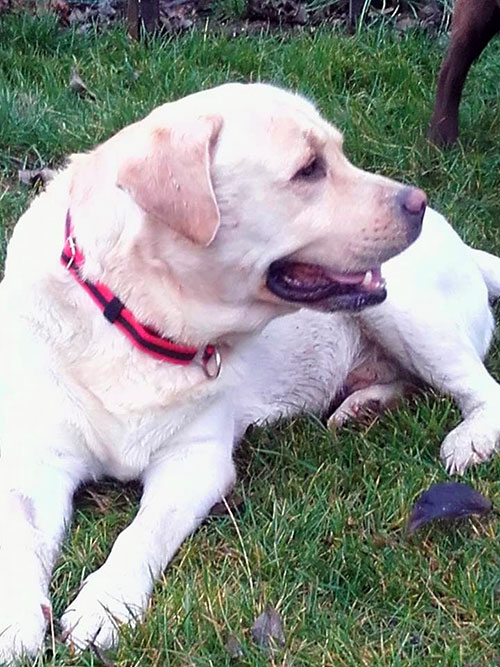 Labrador Imbir