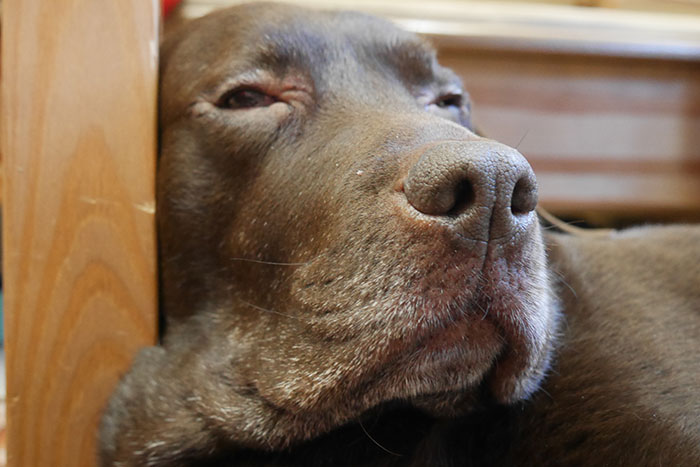 Labradorka Kama