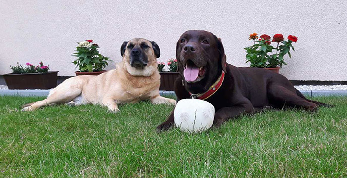 Labradorka Kama