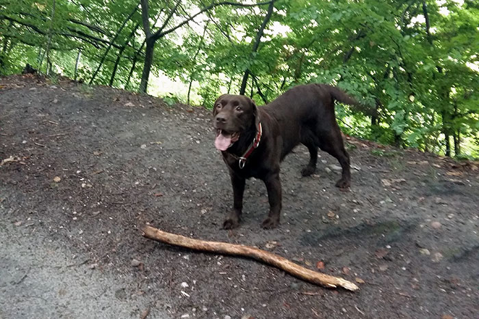Labradorka Kama