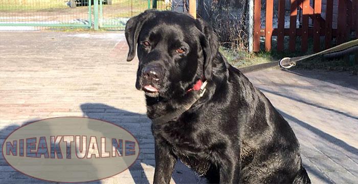 Labrador Sylwek