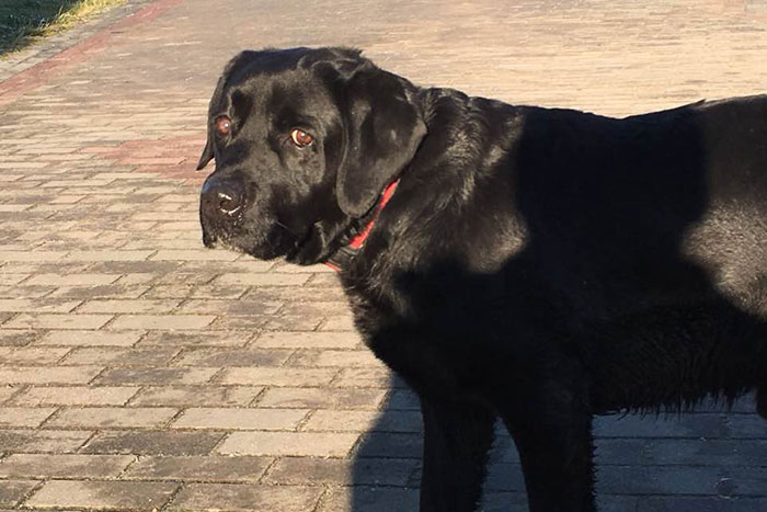 Labrador Sylwek
