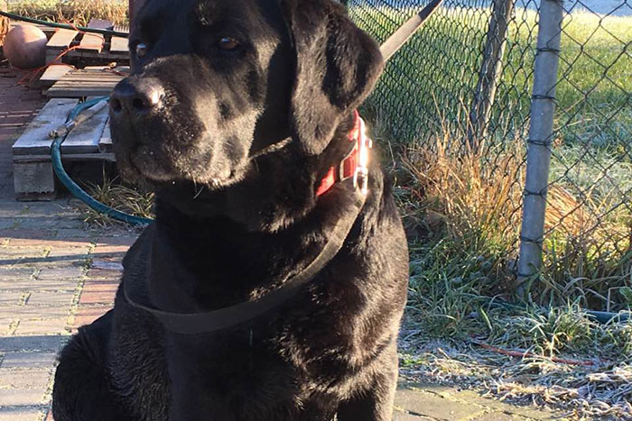 Labrador Sylwek
