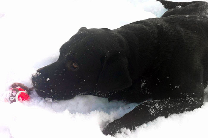 Labrador Borys