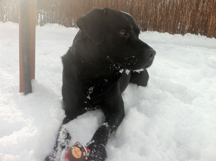 Labrador Borys