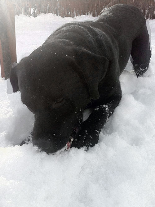 Labrador Borys