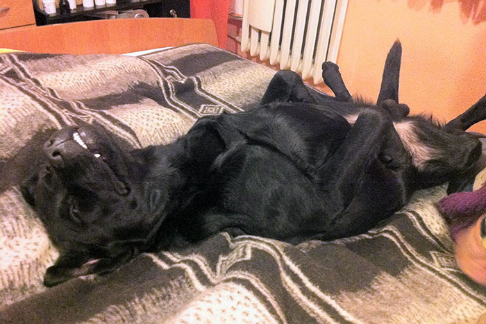 Labrador Borys