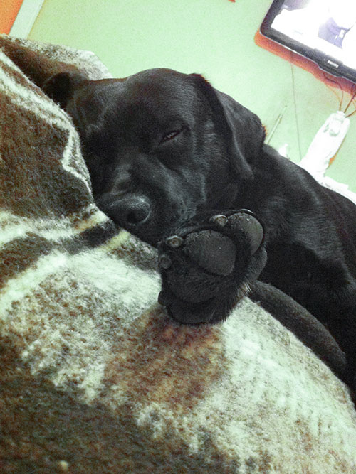 Labrador Borys