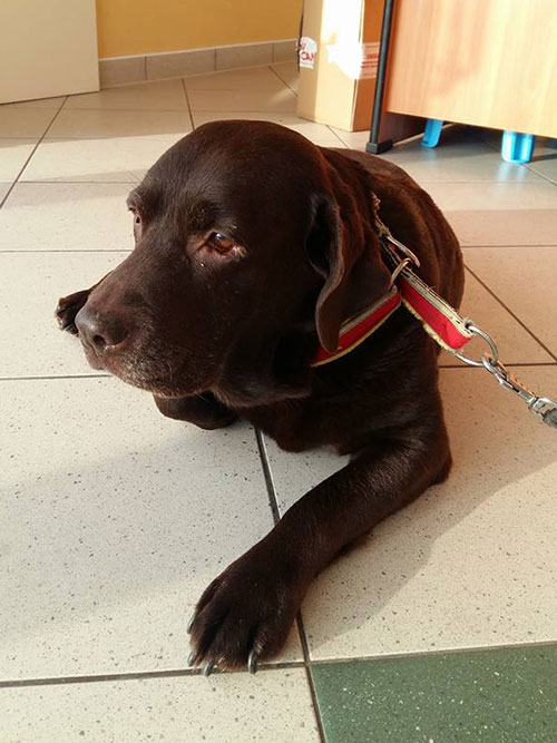 Labradorka Kama