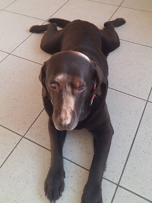 Labradorka Kama