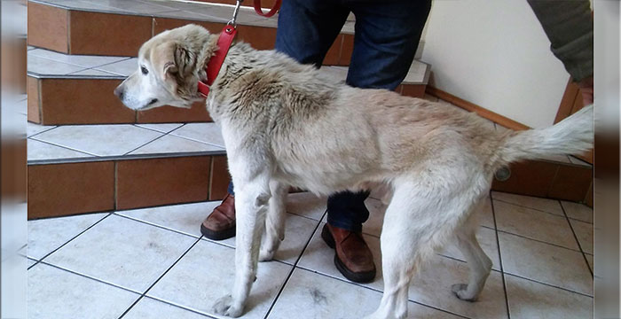 Labrador Laki