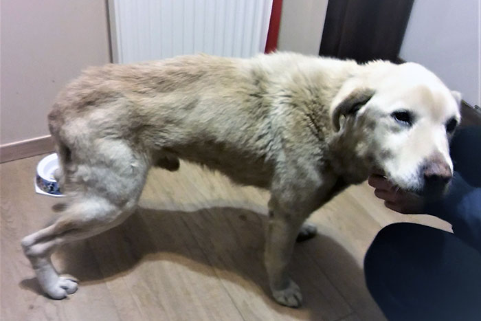 Labrador Laki
