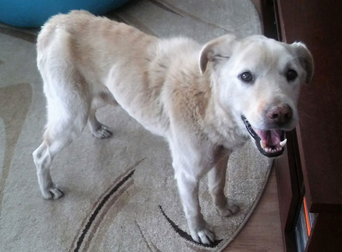 Labrador Laki