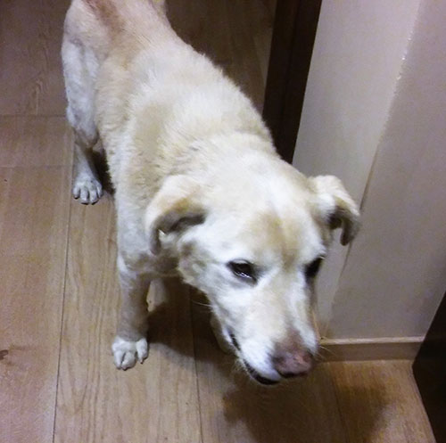 Labrador Laki