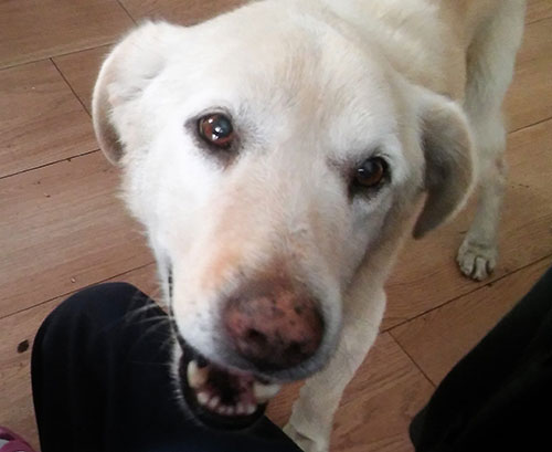 Labrador Laki