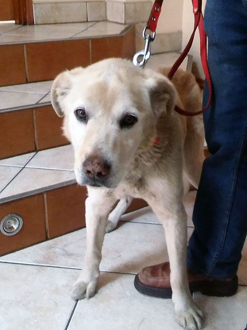 Labrador Laki