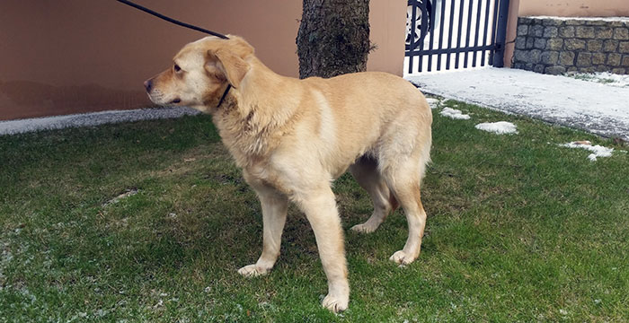 sunia mix labradora