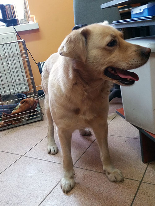 sunia mix labradora