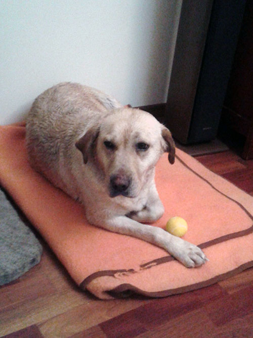 labradorka z łańcucha